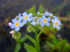 Myosotis scorpioides